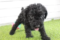Hank , a male Kerry Blue Terrier for sale in Maurice, IA – 7 of 7