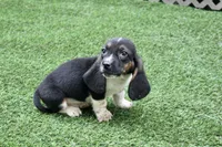 Walter , a male Basset Hound for sale in Maurice, IA – 2 of 7