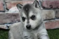 Baxter , a male Alaskan Klee Kai for sale in Maurice, IA – 7 of 10
