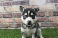 Honey, a female Alaskan Klee Kai for sale in Maurice, IA – 7 of 8