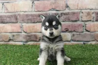 Leo , a male Alaskan Klee Kai for sale in Maurice, IA – 7 of 8