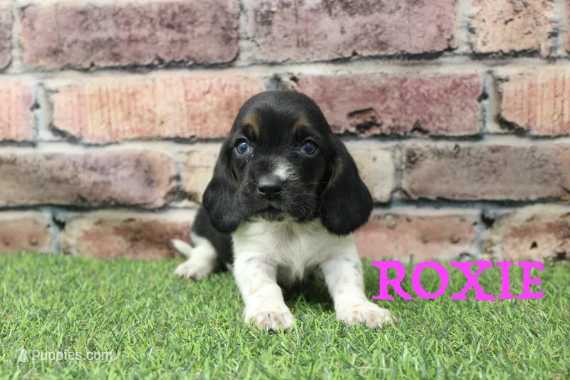 Roxie , a female Basset Hound for sale in Maurice, IA – 1 of 4