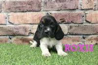 Roxie , a female Basset Hound for sale in Maurice, IA – 1 of 4