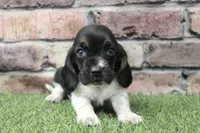 Roxie , a female Basset Hound for sale in Maurice, IA – 2 of 4