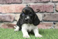Roxie , a female Basset Hound for sale in Maurice, IA – 3 of 4