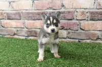 Bear , a male Alaskan Klee Kai for sale in Maurice, IA – 6 of 7