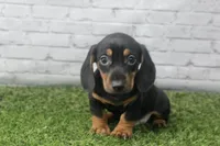 Dallas, a male Miniature Dachshund for sale in Maurice, IA – 1 of 7
