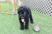 Zeke, a male Kerry Blue Terrier for sale in Maurice, IA – 4 of 7