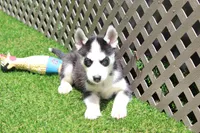 Smokey , a male Siberian Husky for sale in Maurice, IA – 1 of 7