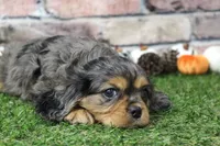 Frankie , a male Cavalier King Charles Spaniel for sale in Maurice, IA – 5 of 8