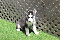 Mable , a female Siberian Husky for sale in Maurice, IA – 6 of 6