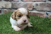 Theo , a male Cavalier King Charles Spaniel for sale in Maurice, IA – 2 of 8