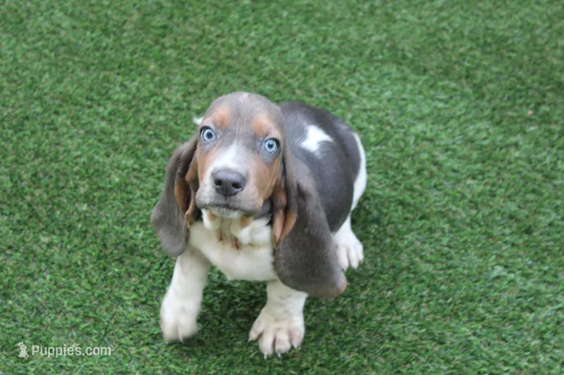 Frankie  – Basset Hound puppy for sale in Maurice, IA
