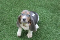 Frankie , a male Basset Hound for sale in Maurice, IA – 1 of 9