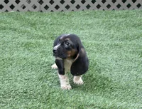 Walter , a male Basset Hound for sale in Maurice, IA – 4 of 7