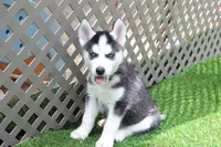 AJ, a male Siberian Husky for sale in Maurice, IA – 6 of 6
