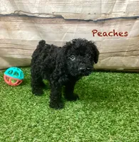 Peaches, a female Kerry Blue Terrier for sale in Maurice, IA – 5 of 6