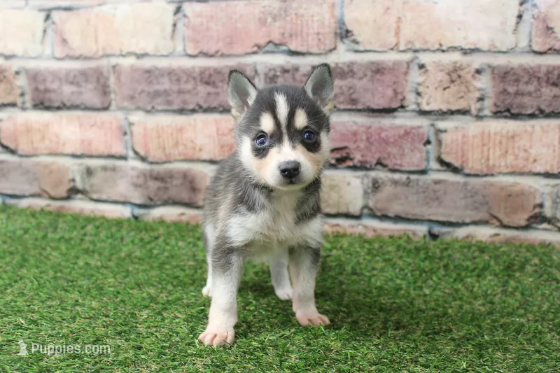 Bear  – Alaskan Klee Kai puppy for sale in Maurice, IA