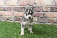 Bear , a male Alaskan Klee Kai for sale in Maurice, IA – 7 of 7