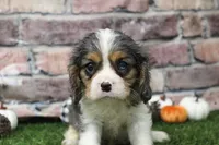 Ryder , a male Cavalier King Charles Spaniel for sale in Maurice, IA – 7 of 7