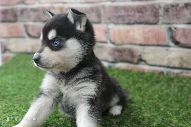 Leo  – Alaskan Klee Kai puppy on hold in Maurice, IA