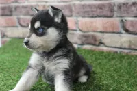 Leo , a male Alaskan Klee Kai for sale in Maurice, IA – 1 of 8