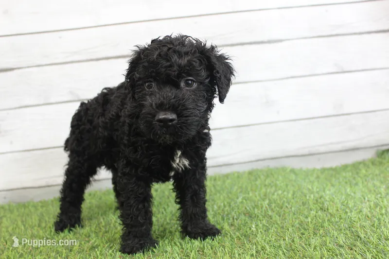 Eddie  – Kerry Blue Terrier puppy for sale in Maurice, IA