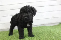 Eddie , a male Kerry Blue Terrier for sale in Maurice, IA – 1 of 8