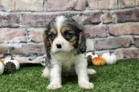 Ryder , a male Cavalier King Charles Spaniel for sale in Maurice, IA – 2 of 7