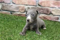 Atlas , a male Italian Greyhound for sale in Maurice, IA – 6 of 6
