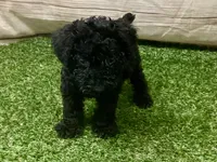 Peaches, a female Kerry Blue Terrier for sale in Maurice, IA – 4 of 6