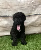 Hank , a male Kerry Blue Terrier for sale in Maurice, IA – 4 of 10