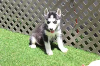 Mable , a female Siberian Husky for sale in Maurice, IA – 5 of 6