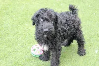 Hank , a male Kerry Blue Terrier for sale in Maurice, IA – 9 of 10