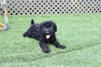 Walker, a male Kerry Blue Terrier for sale in Maurice, IA – 5 of 6