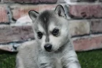 Baxter , a male Alaskan Klee Kai for sale in Maurice, IA – 4 of 10