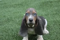 Frankie , a male Basset Hound for sale in Maurice, IA – 3 of 9