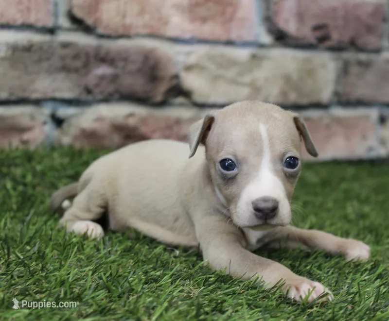 Tate  – Italian Greyhound puppy for sale in Maurice, IA