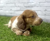 Milo, a male Miniature Dachshund for sale in Maurice, IA – 2 of 6