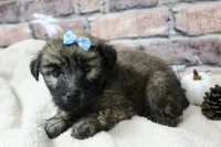 Apollo, a male Soft Coated Wheaten Terrier for sale in Maurice, IA – 4 of 8