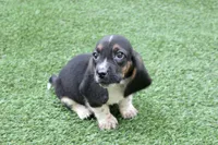 Walter , a male Basset Hound for sale in Maurice, IA – 3 of 7