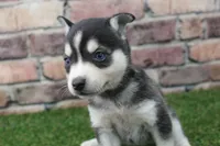 Honey, a female Alaskan Klee Kai for sale in Maurice, IA – 1 of 8