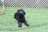 Walker, a male Kerry Blue Terrier for sale in Maurice, IA – 3 of 6