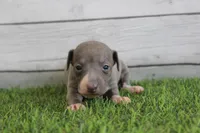 Belle , a female Italian Greyhound for sale in Maurice, IA – 5 of 6