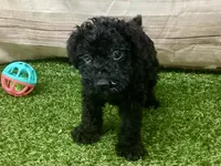 Peaches, a female Kerry Blue Terrier for sale in Maurice, IA – 6 of 6