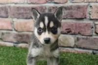 Bear , a male Alaskan Klee Kai for sale in Maurice, IA – 2 of 7