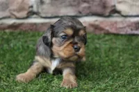 Frankie , a male Cavalier King Charles Spaniel for sale in Maurice, IA – 8 of 8