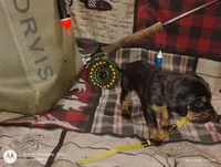 Freya, a female Bloodhound for sale in Reed City, MI – Photo 5 of 8