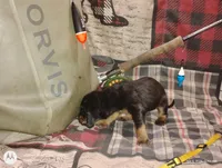 Freya, a female Bloodhound for sale in Reed City, MI – Photo 7 of 8