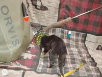 Freya, a female Bloodhound for sale in Reed City, MI – Photo 6 of 8